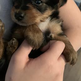 Yorkshire Terrier Puppies from Missy Lu Lap Puppies