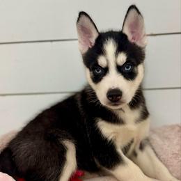 Cookie - Black and white female Siberian Husky puppy in Tiverton, Rhode Island from Mount Hope Siberians