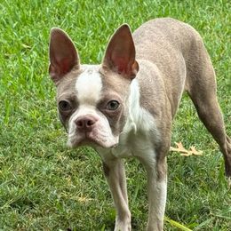 Kimber - Boston Terrier
