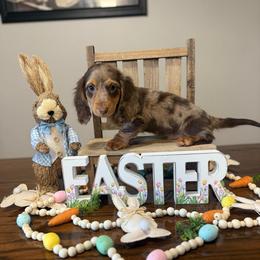 Damon - Dapple male Dachshund puppy in Dawson, Alabama from Bells Dashing Dachshunds
