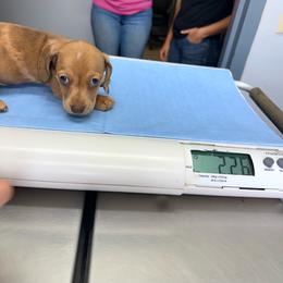 Daisey - Dapple female Dachshund puppy in Lexington, Oklahoma from BooneDox Miniature Dachshunds