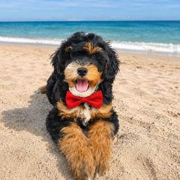 Flag - Tri-color male Bernedoodle puppy in Daytona Beach, Florida from Beach Doodles