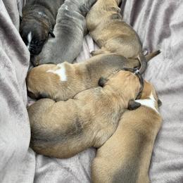 American Pit Bull Terrier Puppies from Barajas Family Ranch