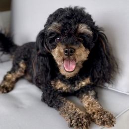 Bentley  - Poodle