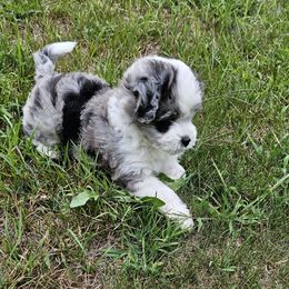 PCP Blue's Reginald the Lion Hearted - Blue male Companion Cross puppy in Kimball, Michigan from Perfect Companion Puppies