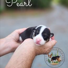 Pearl - Black and white female American Corgi puppy in Cameron, North Carolina from Butts Family Corgis