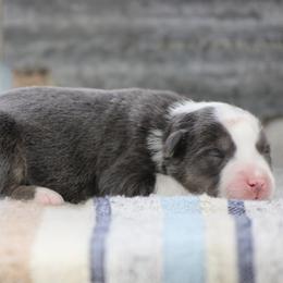 Ruby - Dilute blue female Australian Shepherd puppy in Quapaw, Oklahoma from Rocky Hill Aussies