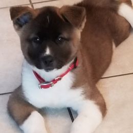 Akita Puppies from Ishikawa Akita's