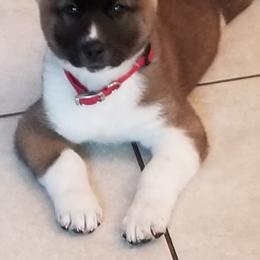 Akita Puppies from Ishikawa Akita's