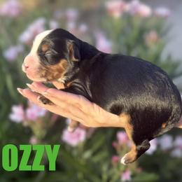 Ozzy - Tri-color male Bernedoodle puppy in Gilbert, Arizona from Safe Havynn Doodles
