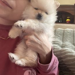 Pomeranian Puppies from Floki & Fibi Pomeranians