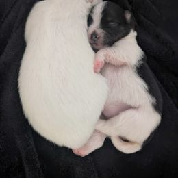 Pomeranian Puppies from Textilepoms