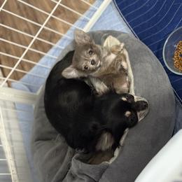 Chihuahua Puppies from Cloud9 Chihuahuas