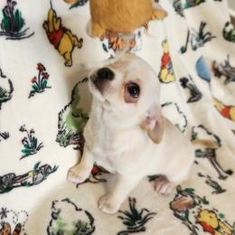 Wini - Cream and white female Chihuahua puppy in Chesapeake, Virginia from Elsbeth's Chihuahuas