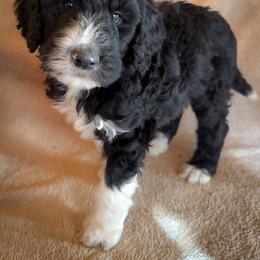 Felix - Black and white male Bernedoodle puppy in Grant City, Missouri from Timberline Paws