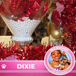DIXIE - Black and tan female Yorkshire Terrier puppy in Eastpointe, Michigan from TLC Kennels TenderLittleCuties