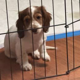 Aka Betty name can change for buyer - Piebald female Dachshund puppy in Deltona, Florida from Alicia’s Adorable Dachshunds