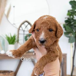 Crush - Red  female Poodle puppy in Mesa, Arizona from Desert Doodles