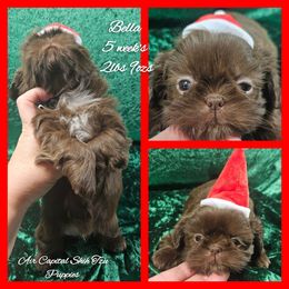 Bella - Liver female Shih Tzu puppy in Maize, Kansas from Air Capital Shih Tzu Puppies