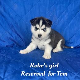 Koko's girl - Black and white female Siberian Husky puppy in Ocala, Florida from Florida Husky Puppies