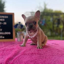 Princess - Cream female French Bulldog puppy in Hopkins, Missouri from Mowry Creek Mini Aussiedoodles and More