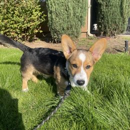 Toji - Black and tan male Pembroke Welsh Corgi puppy in Grand Junction, California from Mount Garfield Corgis