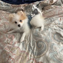 Pomeranian Puppies from ARC Kennels