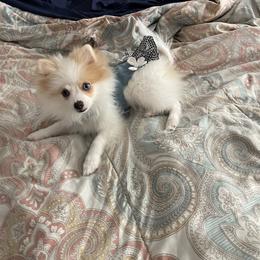 Pomeranian Puppies from ARC Kennels