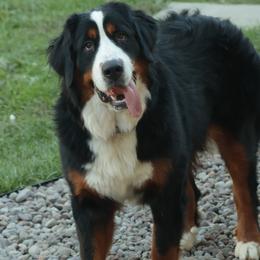 Bernese Mountain Dog Puppies from Bernese Beauties