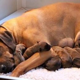 Rhodesian Ridgeback Puppies from Lyonnese Rhodesian Ridgebacks