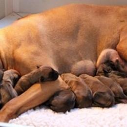 Rhodesian Ridgeback Puppies from Lyonnese Rhodesian Ridgebacks