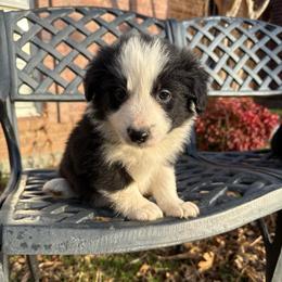 Felix - Black and white male Border Collie puppy in Mckinney, Texas from Border Collies of Ruidoso