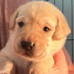 Diamond - Yellow male Labrador Retriever puppy in Rock Hill, South Carolina from North Star Retrievers