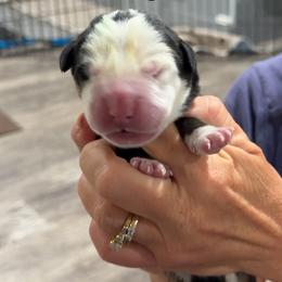 Boy 2 - Black, white and red male Greater Swiss Mountain Dog puppy in Knoxville, Maryland from Dahlgren Swissys