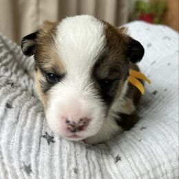 Calypso- Mismarked Sable Merle Male - Sable merle and white male American Corgi puppy in Chippewa Falls, Wisconsin from Dazie Lou’s Corgis