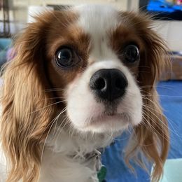 Cavalier King Charles Spaniel Puppies from Wilson Park Cavaliers