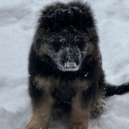 German Shepherd Puppies from Southern Lakes German Shepherds