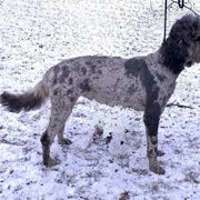 Noah - Irish Doodle