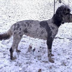 Noah - Irish Doodle
