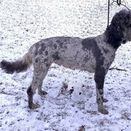 Noah - Irish Doodle