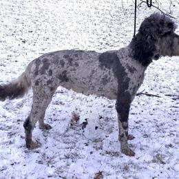 Noah - Irish Doodle