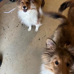Andy - Sable and white male Shetland Sheepdog puppy in Athens, Ohio from Armitage Shetland Sheepdogs