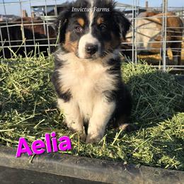 Aelia - Black tri-color female Australian Shepherd puppy in Smithfield, Utah from Invictus Farms