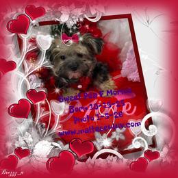 Sweet Pea - White and tan female Maltese puppy in Silverhill, Alabama from Malteseuluv’s Tiny Treasurers