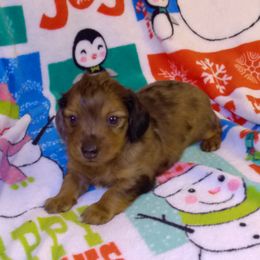 Tarzan - 2500 - Dapple male Dachshund puppy in Albertville, Alabama from Jana Rae's