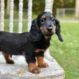 Duke - Black and tan male Dachshund puppy in Mascot, Tennessee from Magnolia Pearl Dachshunds