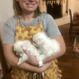 Companion Cross and Havanese Puppies from HannahJoy Hypoallergenic Pups