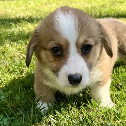 Girl 6 - Red female Pembroke Welsh Corgi puppy in Thornton, New Hampshire from Dinger’s Dogs