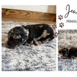 Jewel - Merle female Bernedoodle puppy in Bellevue, Iowa from Blended Acres & Kennels