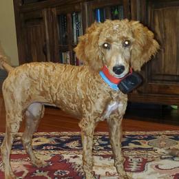 Lucy - Poodle